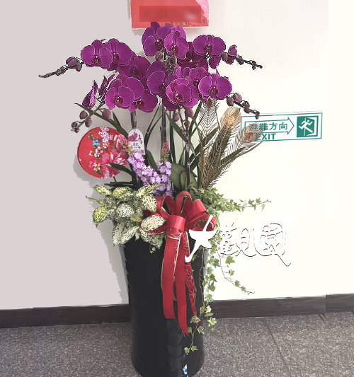 蘭花組合盆栽 招財進寶 喬遷之喜 榮陞誌喜盆栽