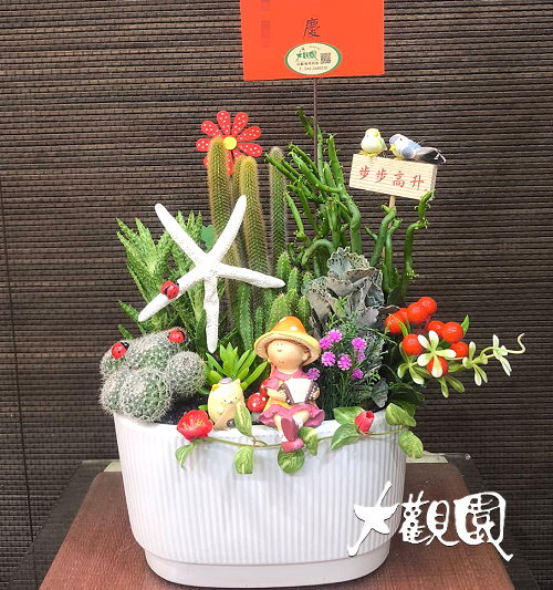 多肉植物 辦公室 療癒盆栽 致賀盆栽