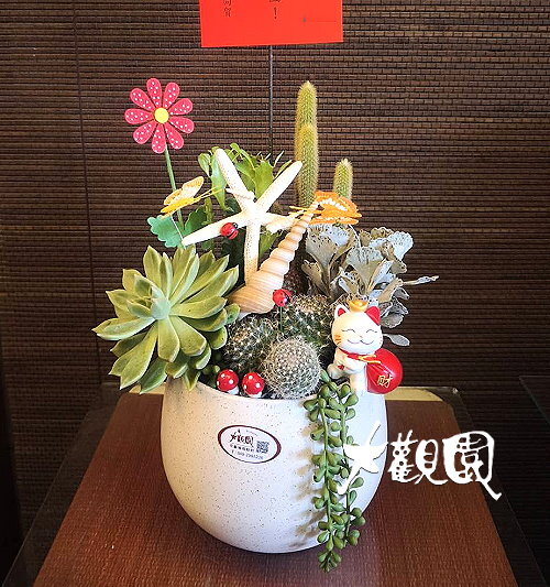 多肉植物 辦公室 療癒盆栽 致賀盆栽