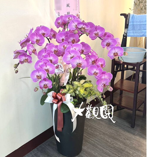 蘭花組合盆栽 弔唁花禮 追思高貴蘭花