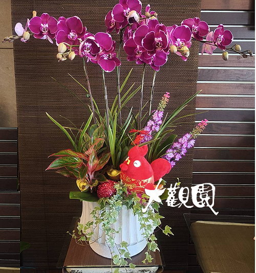蘭花組合盆栽 招財進寶 喬遷之喜 榮陞誌喜盆栽